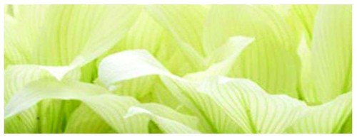 Hosta white feather - hosta,