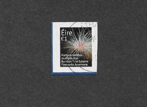 Ireland fireworks anemone - anemone, fine