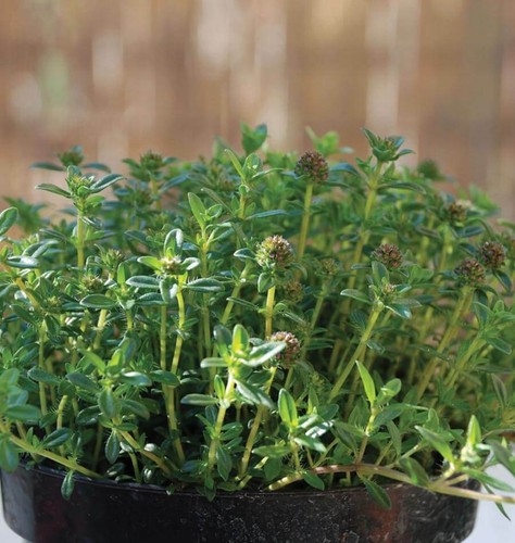 Summer savory plug plants - 5x,