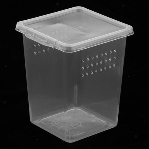 Clear plastic insect spider - insect,