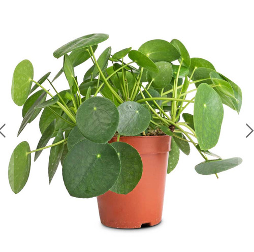 Chinese money plant baby - plant,