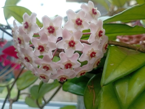 Hoya carnosa houseplant rooted - hoya,