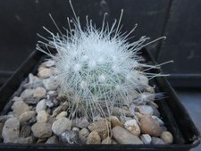 MAMMILLARIA SENILIS v, ALBIFLORA, shown in 6.5cm pot, lovely, healthy cactus