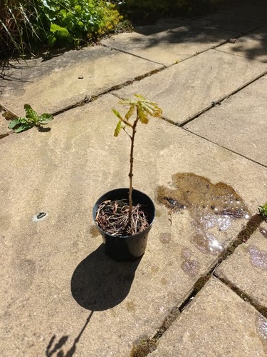 Oak sapling pot - grown, outside