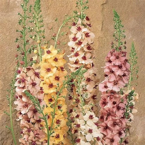 Verbascum southern charm - charm, hardy
