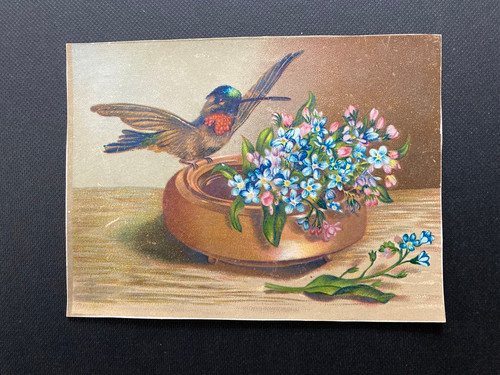 Victorian hummingbird