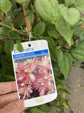 Clematis 'Marjorie'Plant in a