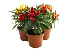 Chilli Plants - 6 x Plug Plant