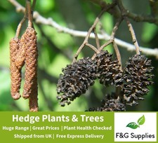 Alder Alnus Glutinosa native bare root tree saplings whips hedging plants hedge