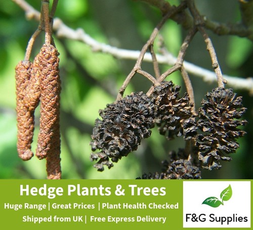 Alder alnus glutinosa - alnus, native