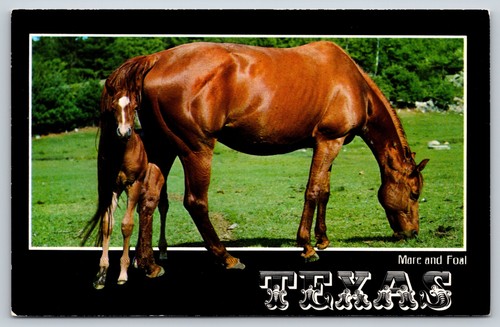 Postcard texas horse country - postcard,