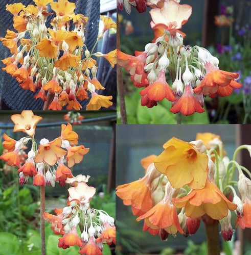 Plants primula florindae - 4, x