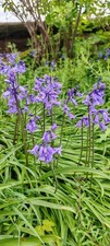 10 - 100 English Bluebell