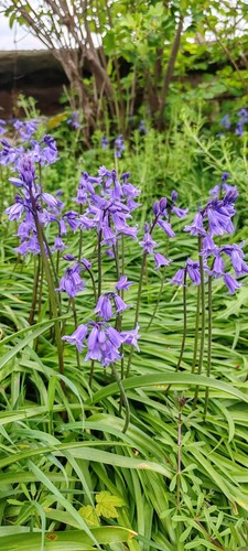 100 english bluebell - 100,