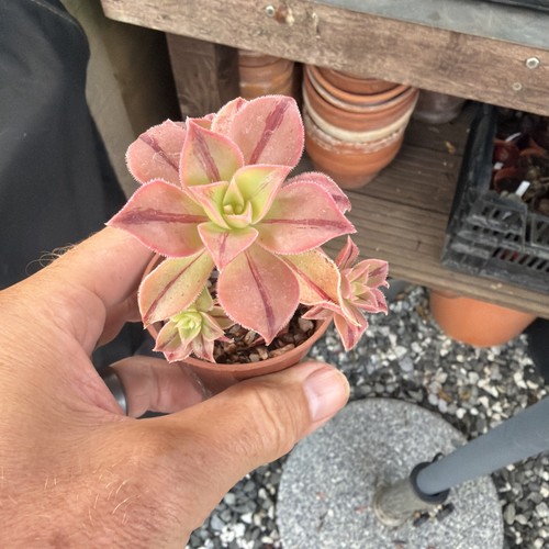 Aeonium leucoblopharum - aeonium,