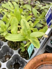 2 Zinnia Whirligig Plug Plants