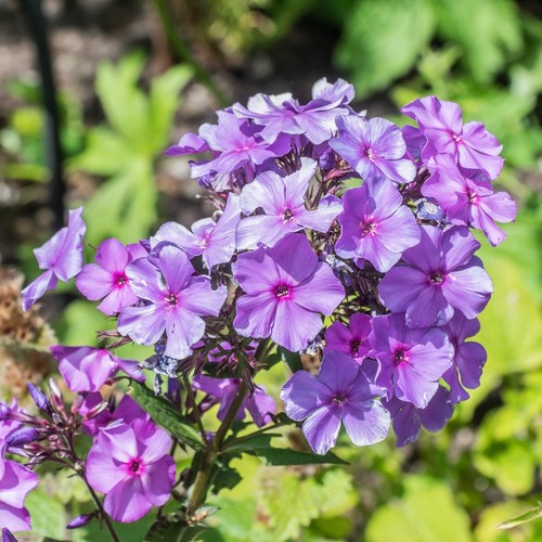 Phlox paniculata blue - paniculata, 'blue
