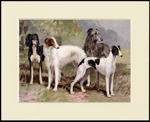 Saluki borzoi greyhound - saluki,