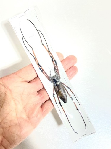 Spider giant black - black, orb
