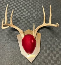 Deer Antlers Horns Wall Mount