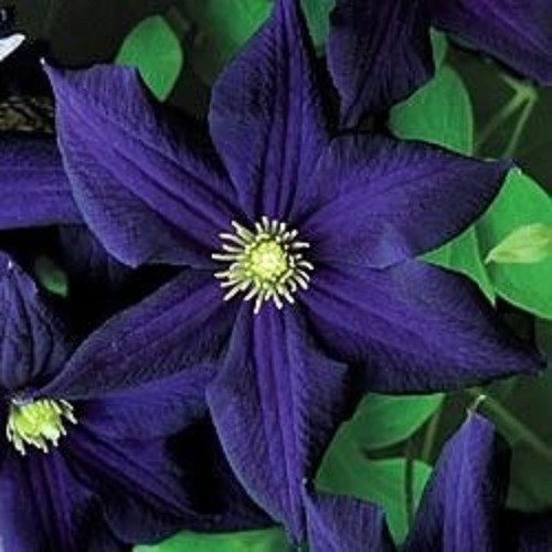 Dark purple clematis seeds - 25,