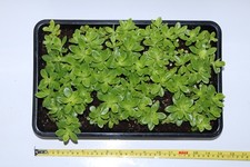 Sedum kimnachii Drought Tolerant Roof Garden in Punnets/Seed Trays.