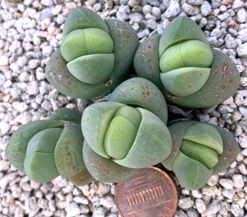 Mesemb plant gibbaeum - plant,