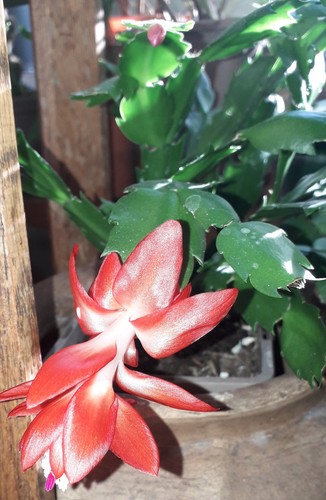 Orange and pink - orange,