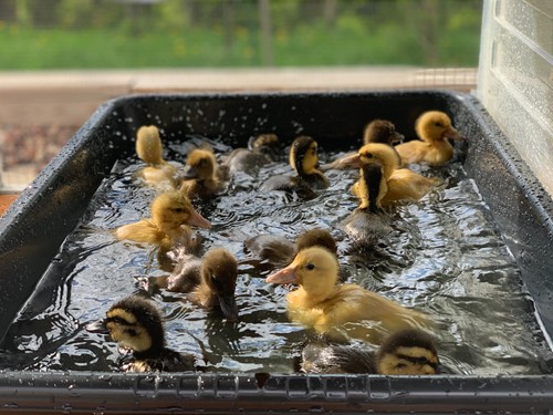 Hatching duck eggs - duck, barnyard