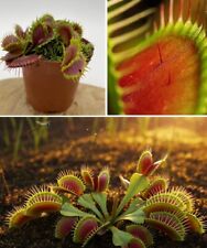 Venus Fly Trap Seeds | 20+ Dionaea Muscipula