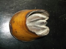 A RARE ANTIQUE TAXIDERMY SMALL