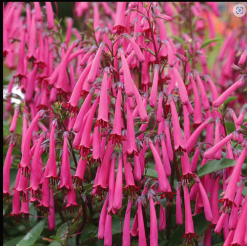 Phygelius funfare wine plant - phygelius,