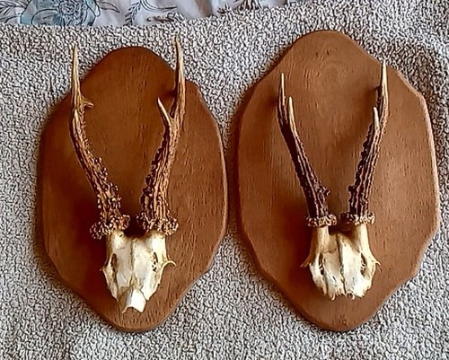 Vintage roe deer antlers - vintage, wall