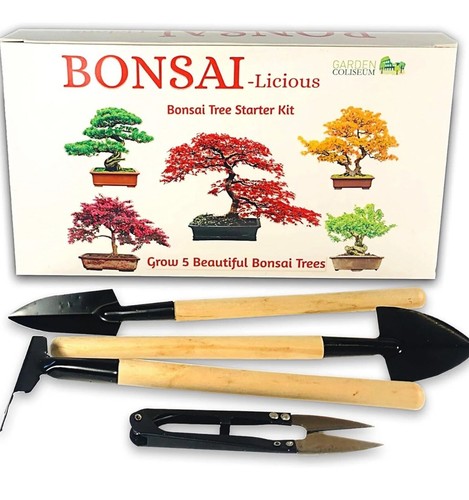 Bonsai tree kit seed - bonsai,