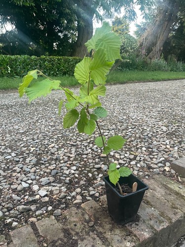 Cobnut hazlenut filbert - cobnut,
