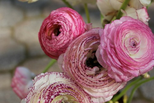 Ranunculus picotee pink - picotee,