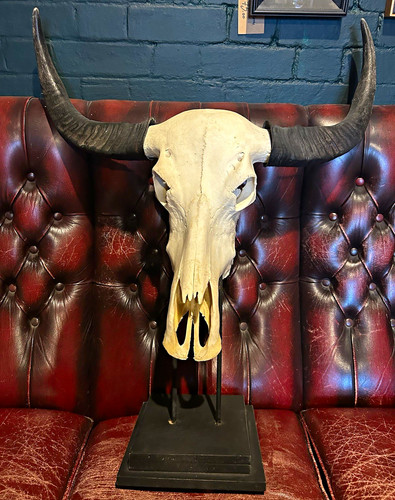 Bison buffalo skull with horns - buffalo,