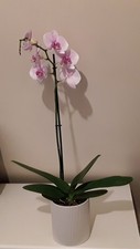 Pink  Single Stem Orchid Plant