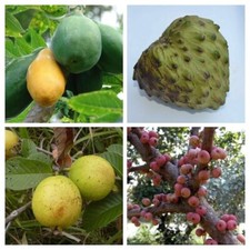 Tropical Fruits Packet - 4