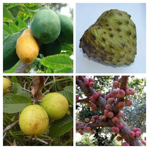 Tropical fruits packet 4 - tropical,