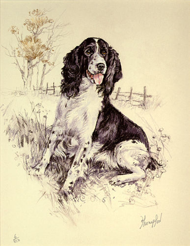 English springer spaniel dog - english,