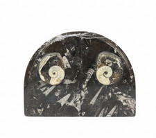 Polished fossil bookends - polished, –