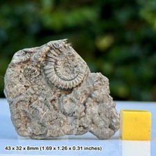 Promicroceras Golden Pyrite Ammonite Fossil Cluster Jurassic Coast Lyme Regis