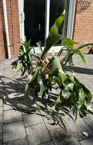Large staghorn fern antler - fern, /