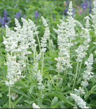 Salvia, Sage VICTORIA SERIES