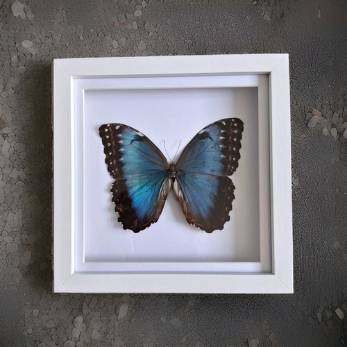 Blue morpho helenor - blue, large