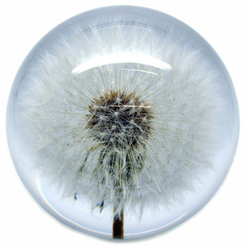 Large dandelion paperweight - large,