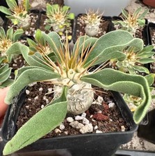 Dia 2cm  Pachypodium