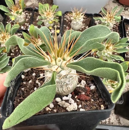 Dia 2cm pachypodium - dia,