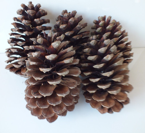 Large pieces pine - cm,